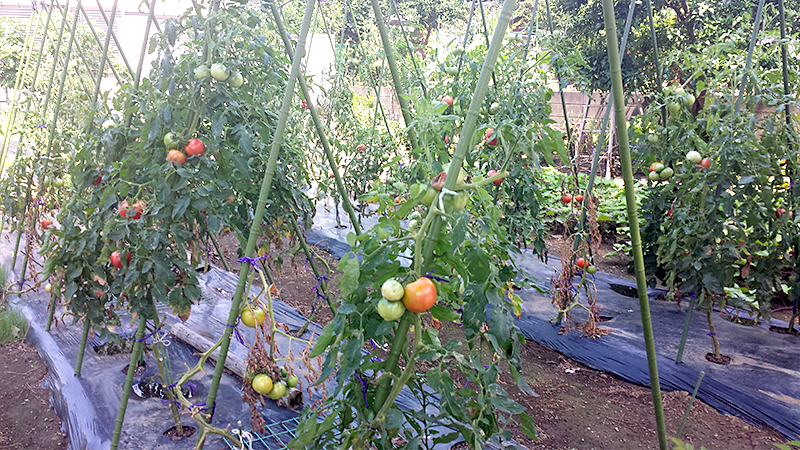 茅ヶ崎のトマト畑