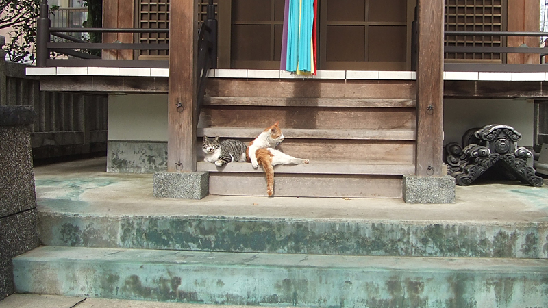 原公園は田丸稲荷神社　神社にいる猫