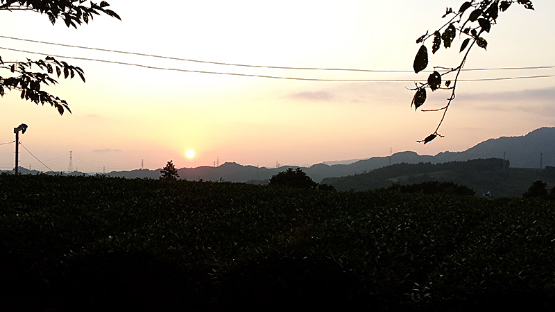 日坂の茶畑山に沈む夕日