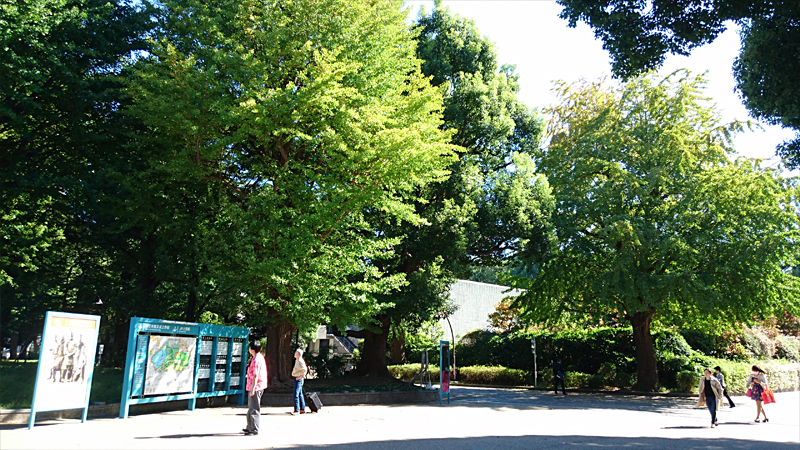 上野公園の銀杏の木