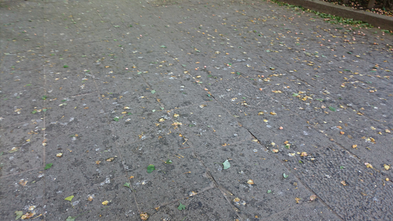 上野公園の銀杏の跡