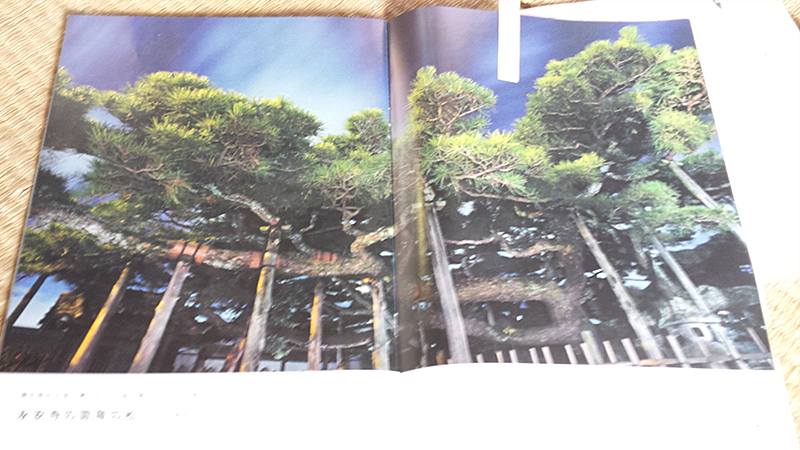 JR東海のパンフレットに掲載された見開きの雲竜の松の写真