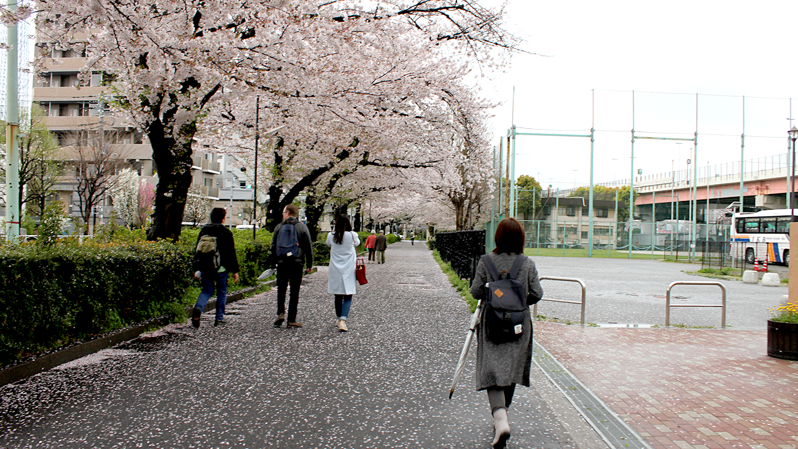 隅田川沿いの桜のトンネル