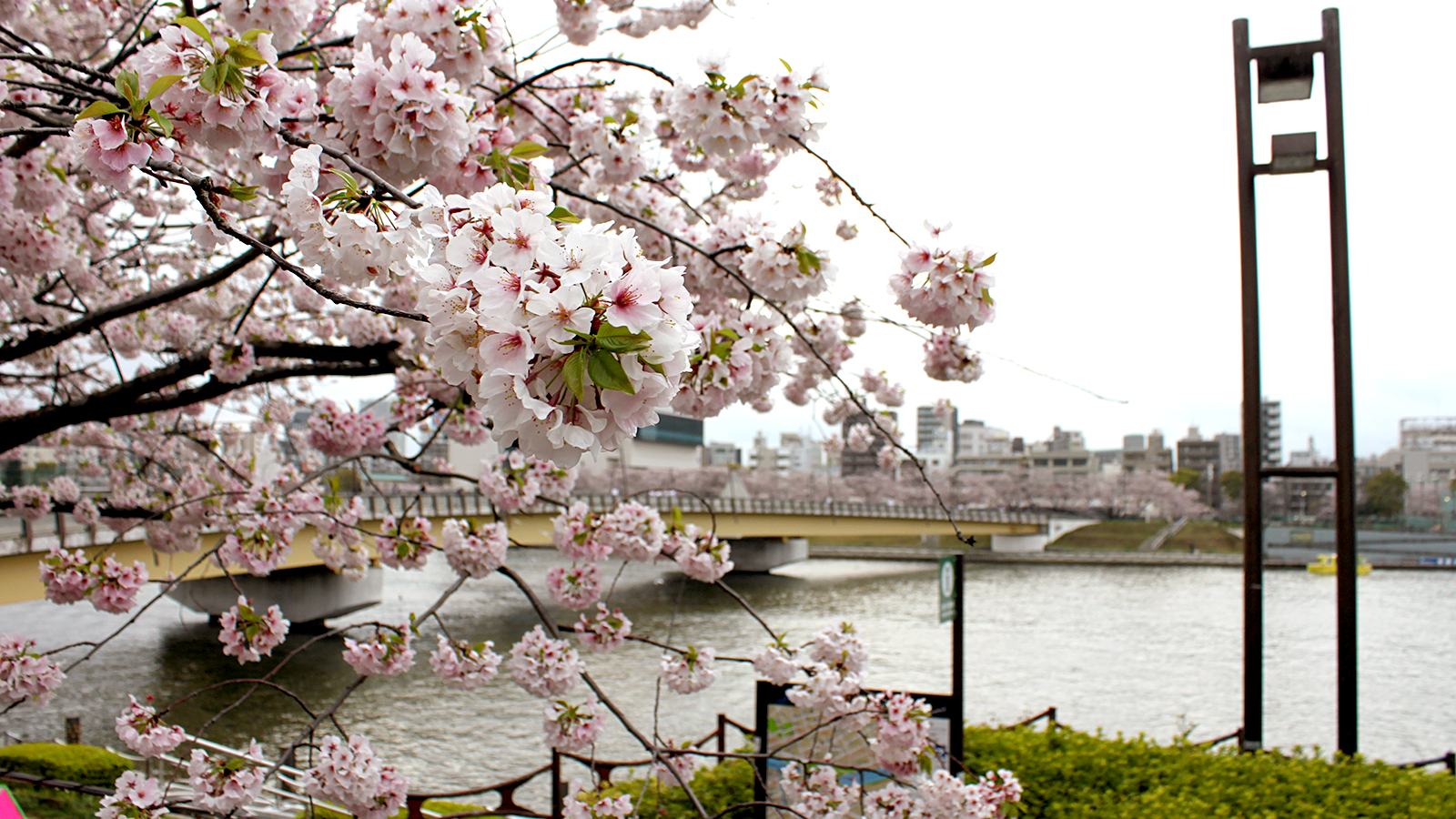 桜橋と満開の桜