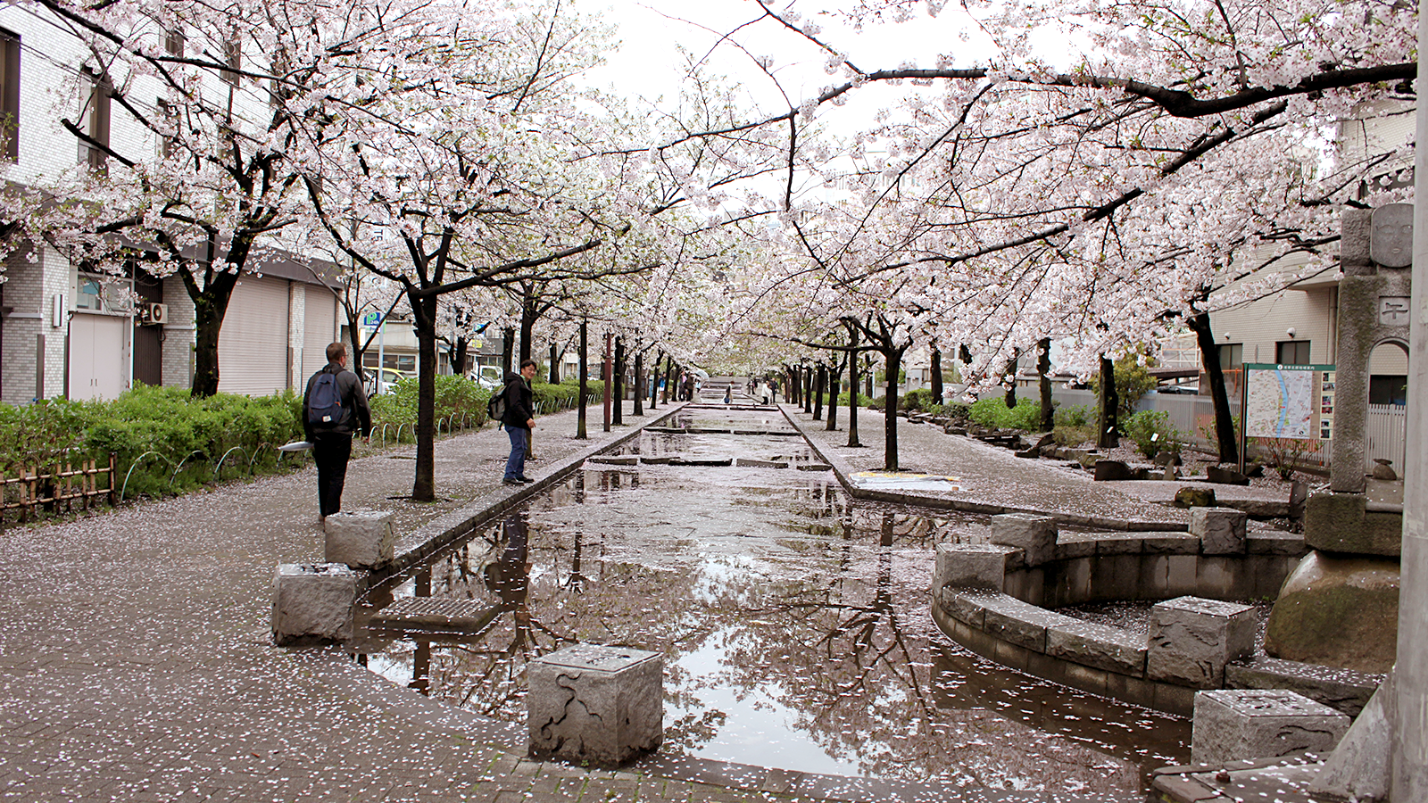 山谷堀の満開の桜