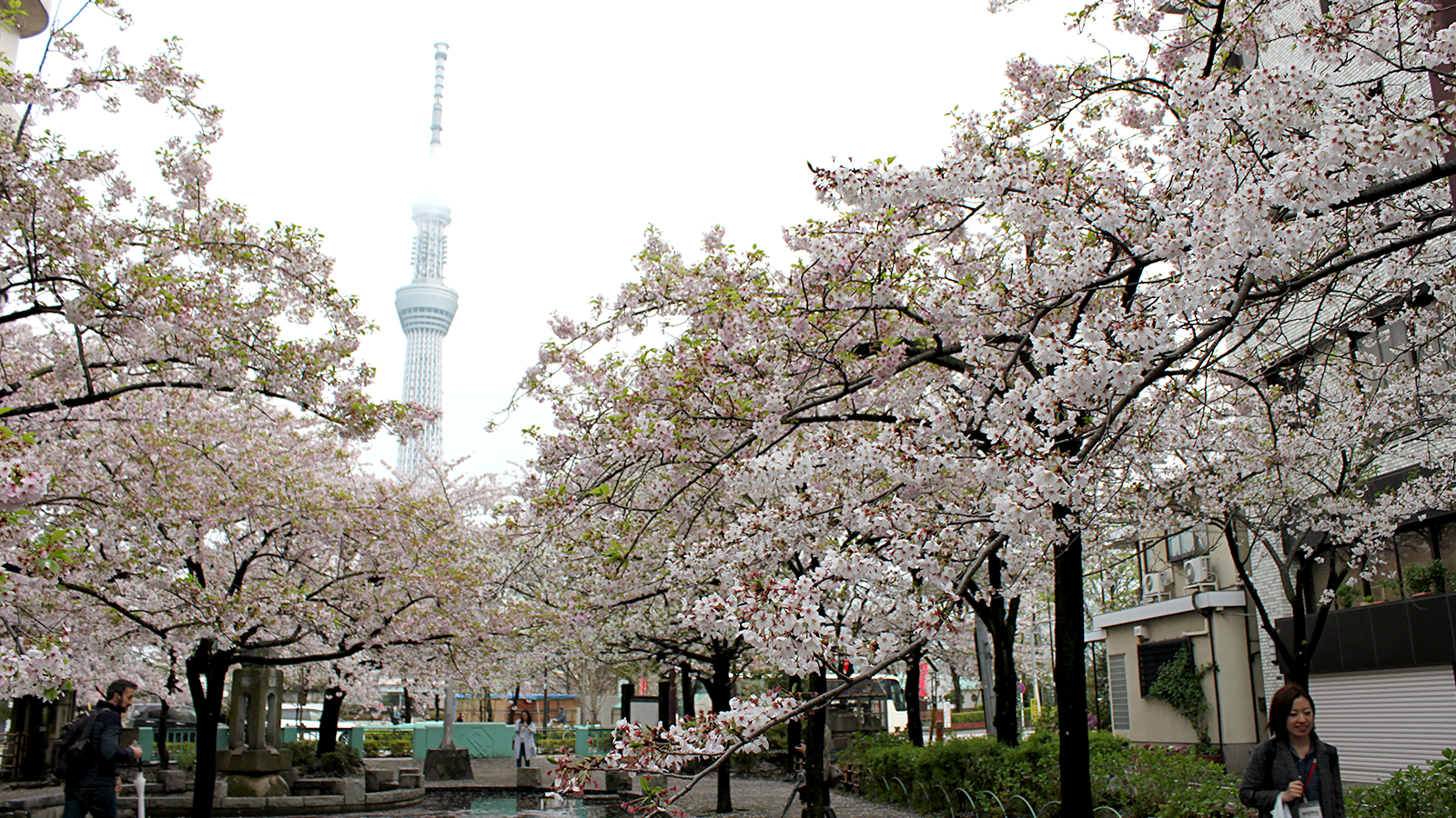 山谷堀の満開の桜と東京スカイツリー